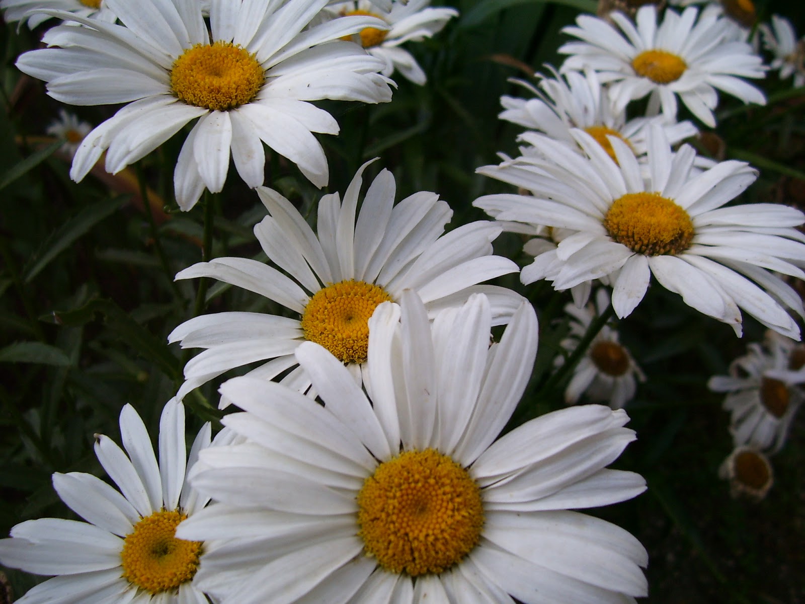 Tienda de plantas: Margaritón o Margarita gigante